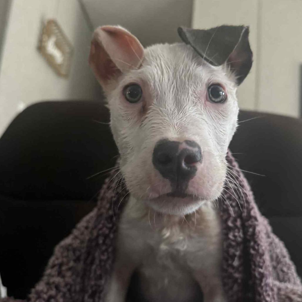 LUNA, Adoptable, Puppy Female American Bulldog & Pit Bull Terrier.