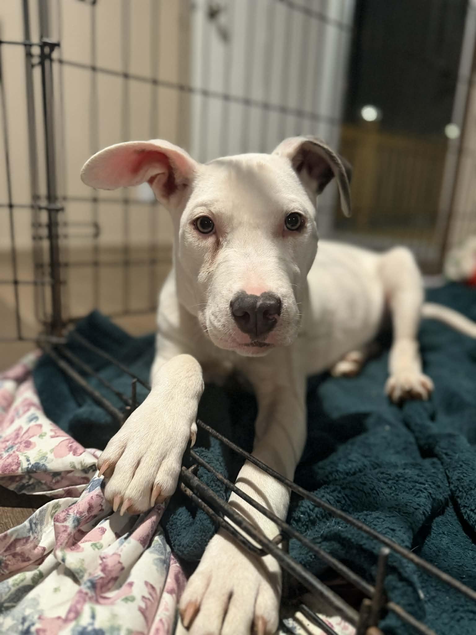 Enlarge LUNA, a Adoptable mixed breed in Cordova, TN image 3/5