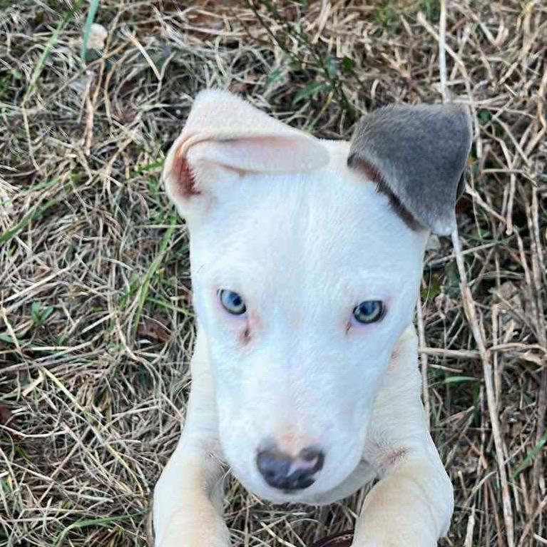 Enlarge LUNA, a Adoptable mixed breed in Cordova, TN image 2/6