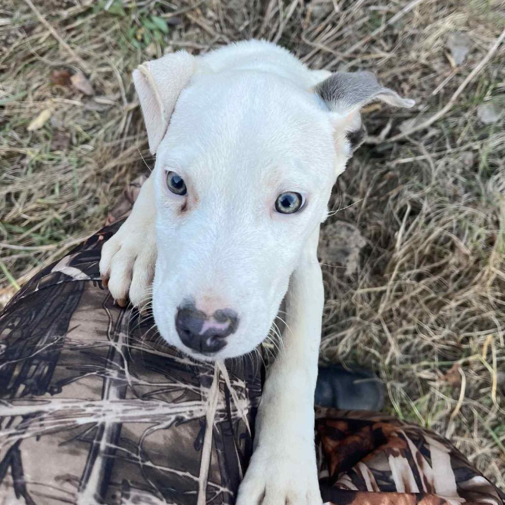 Enlarge LUNA, a Adoptable mixed breed in Cordova, TN image 4/6