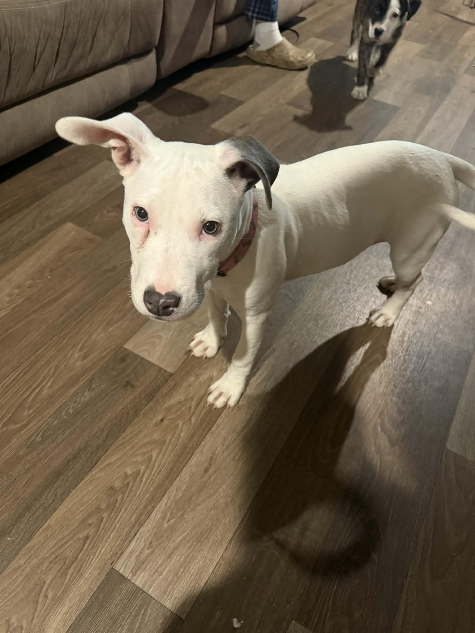 Enlarge LUNA, a Adoptable mixed breed in Cordova, TN image 4/5