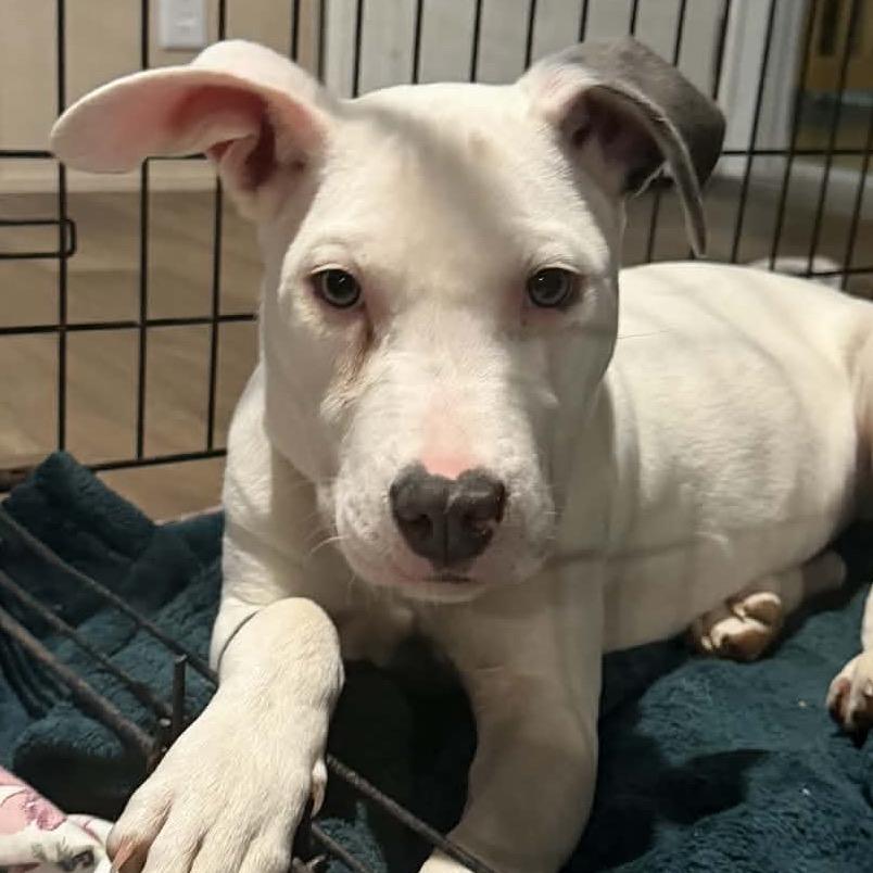 Enlarge LUNA, a Adoptable mixed breed in Cordova, TN image 1/5