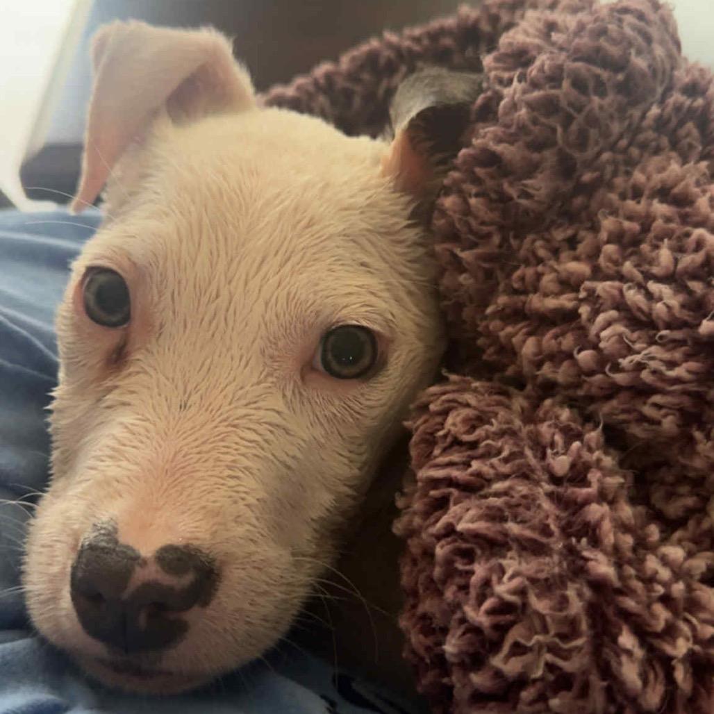 Enlarge LUNA, a Adoptable mixed breed in Cordova, TN image 5/6