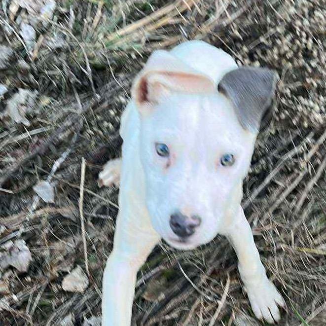 Enlarge LUNA, a Adoptable mixed breed in Cordova, TN image 6/6