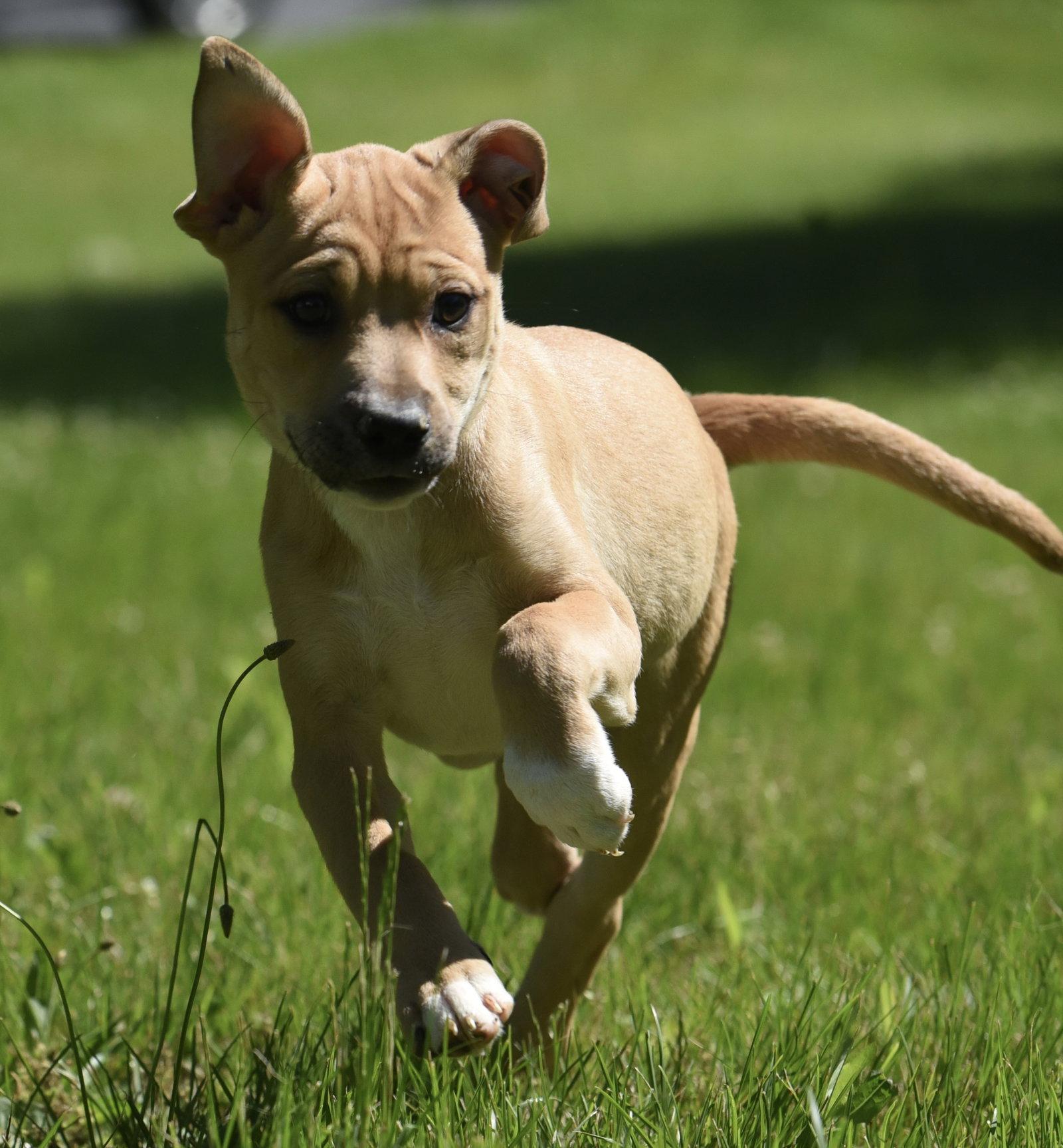Enlarge Ruby, a Adoptable mixed breed in Mechanicsburg, PA image 1/3