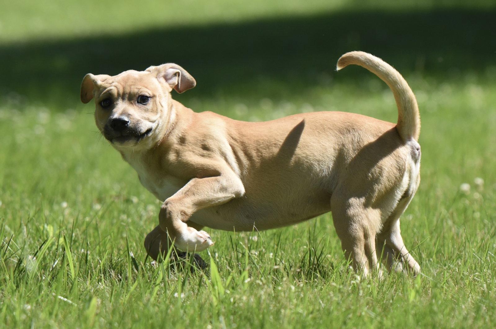 Enlarge Ruby, a Adoptable mixed breed in Mechanicsburg, PA image 2/3