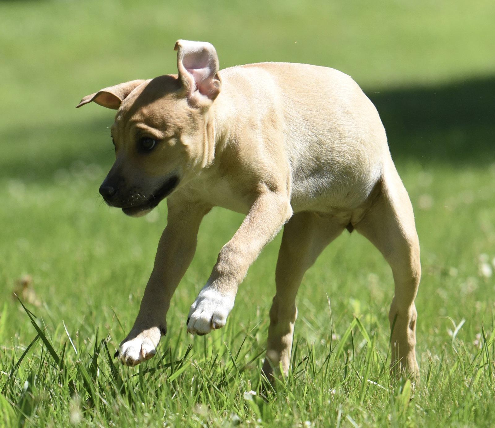 Enlarge Ruby, a Adoptable mixed breed in Mechanicsburg, PA image 3/3