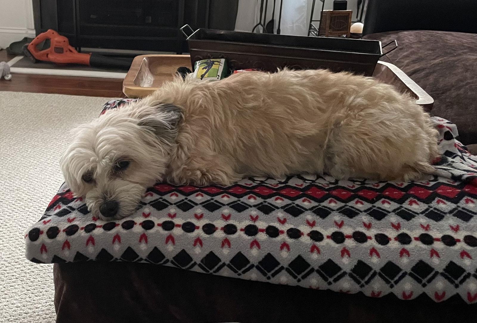 Sandy, a Adopted mixed breed in Locust Grove, GA image 1/2