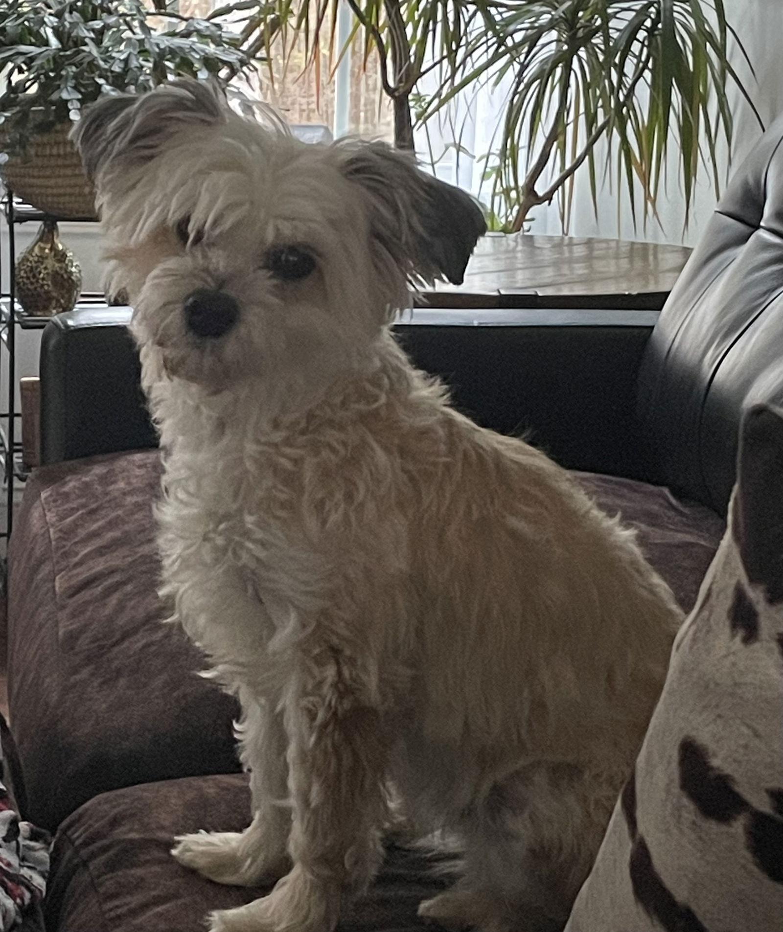 Sandy, a Adopted mixed breed in Locust Grove, GA image 2/2