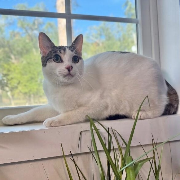 Grasshopper Zapata — thumbnail 2