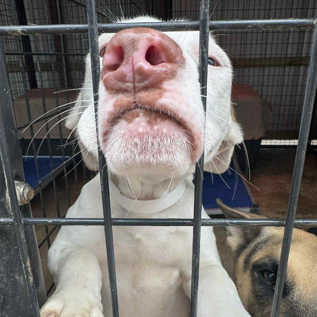 Coolio, Adoptable, Young Male Pit Bull Terrier.