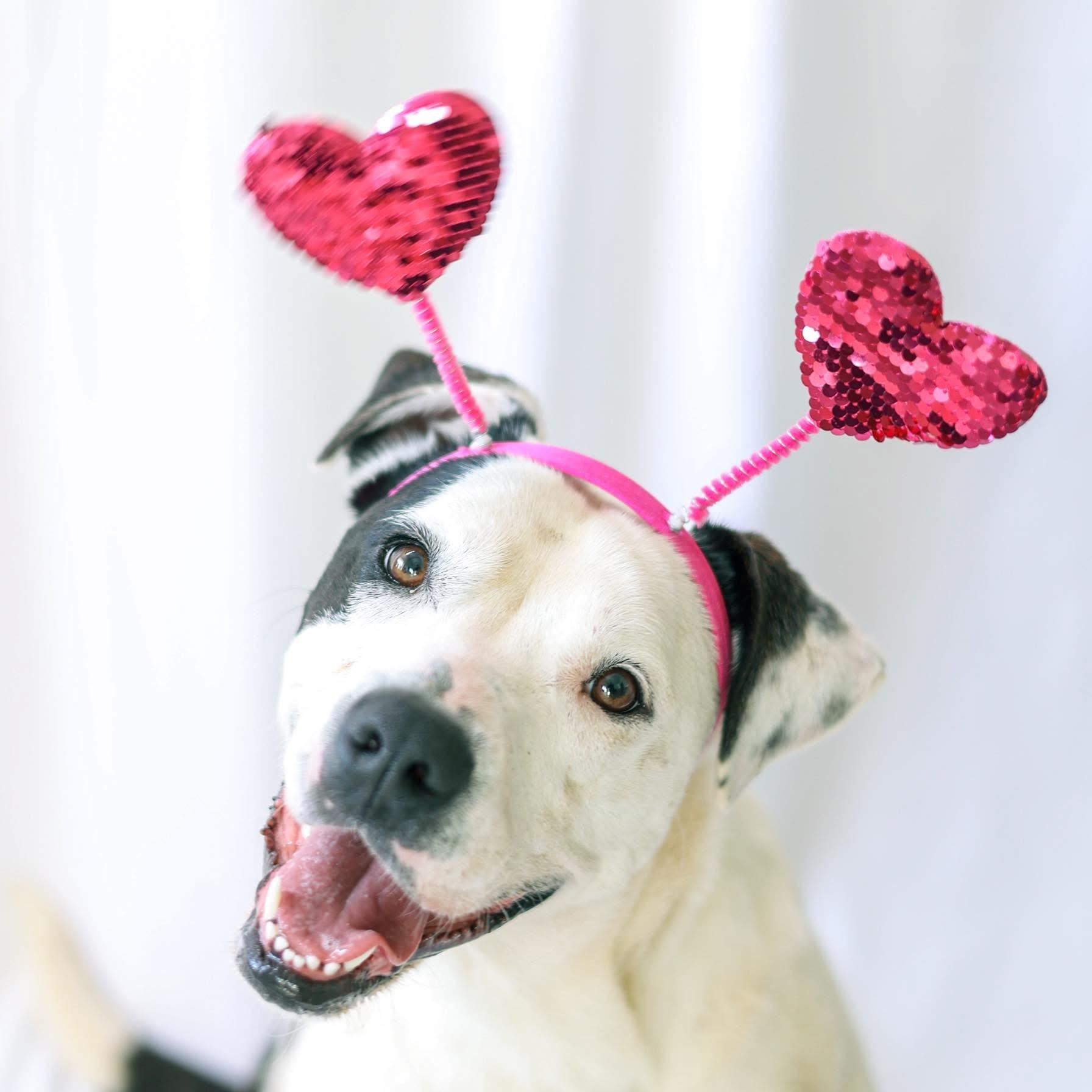 Myra, Adult Female Labrador Retriever
