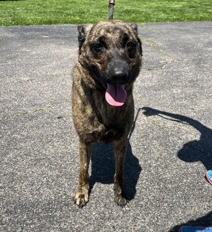 Ember, Adoptable, Adult Female Mixed Breed & Mixed Breed.