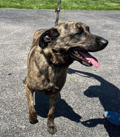 Enlarge Ember, a Adoptable mixed breed in Columbus, IN image 1/3