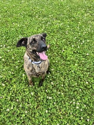 Ember, a Adoptable mixed breed in Columbus, IN image 2/3