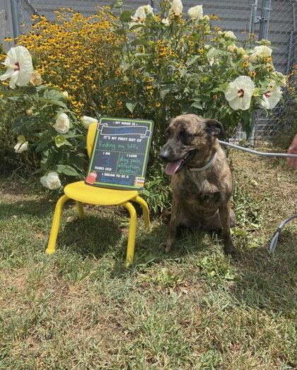 Ember, Adoptable, Adult Female Mixed Breed & Mixed Breed.