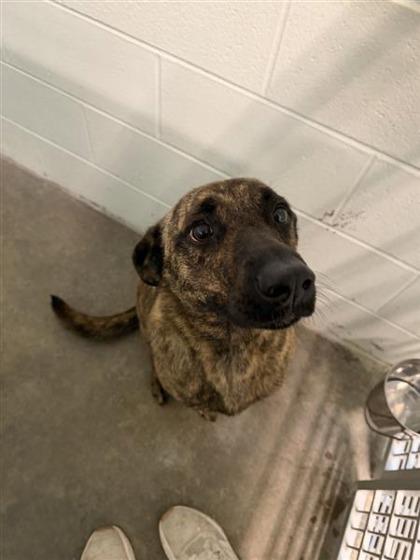 Ember, a Adoptable mixed breed in Columbus, IN image 3/3