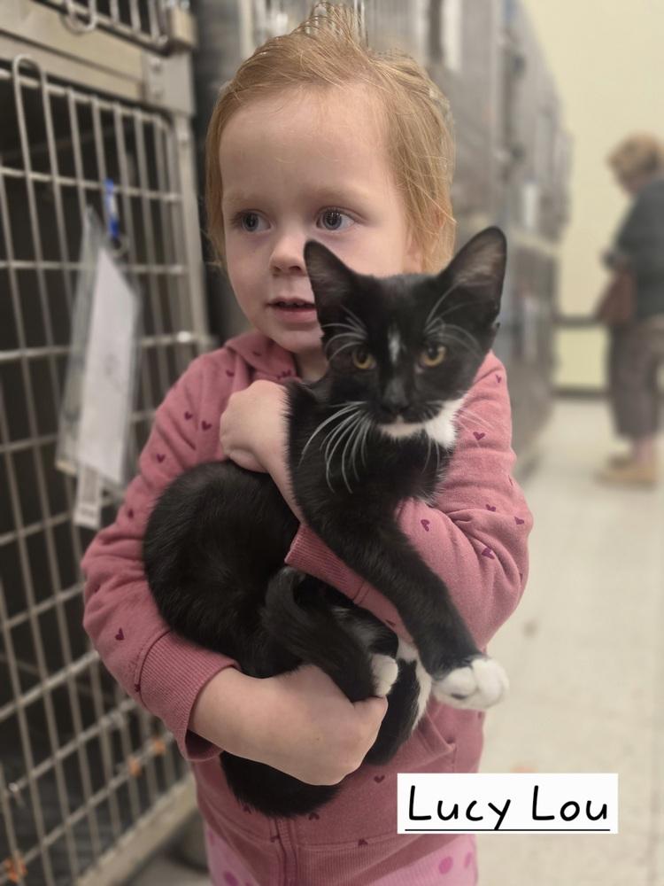 Enlarge Lucy Lou        GFRCC, a Adoptable Domestic Short Hair in Metamora, IL image 1/1