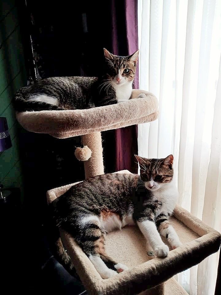 Drina and Dimples, a Adoptable Domestic Short Hair in Fonthill, ON image 1/12