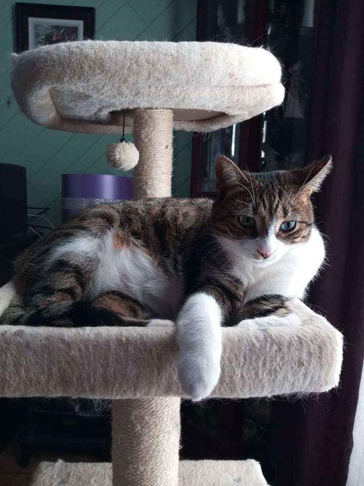 Drina and Dimples, a Adoptable Domestic Short Hair in Fonthill, ON image 2/12