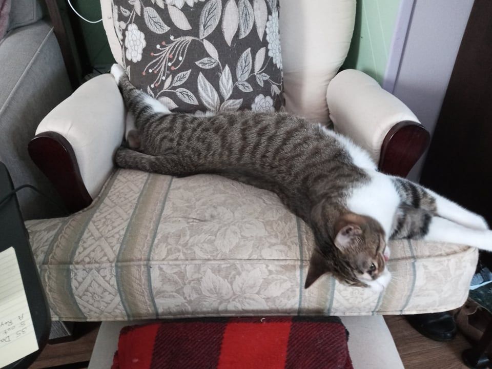 Drina and Dimples, a Adoptable Domestic Short Hair in Fonthill, ON image 3/12