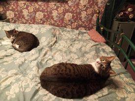 Drina and Dimples, a Adoptable Domestic Short Hair in Fonthill, ON image 4/12