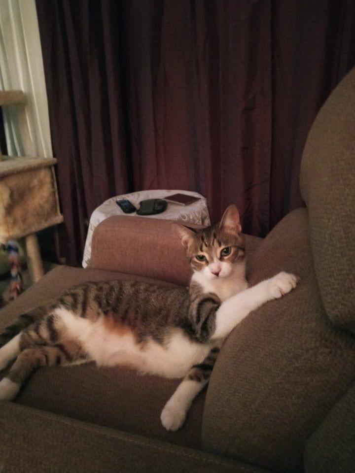 Drina and Dimples, a Adoptable Domestic Short Hair in Fonthill, ON image 5/12