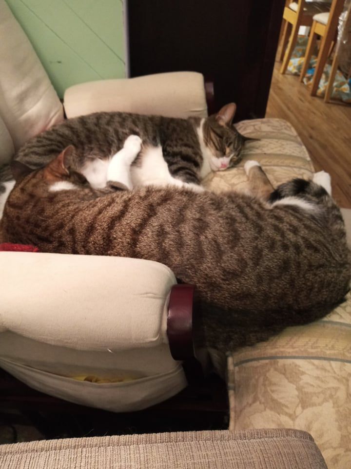 Drina and Dimples, a Adoptable Domestic Short Hair in Fonthill, ON image 6/12