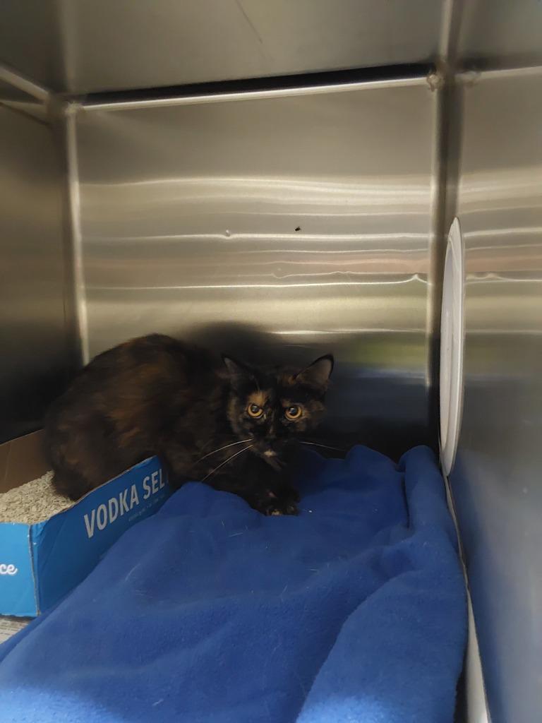 2025-10-083 *Clara*, Adopted, Adult Female Domestic Medium Hair.