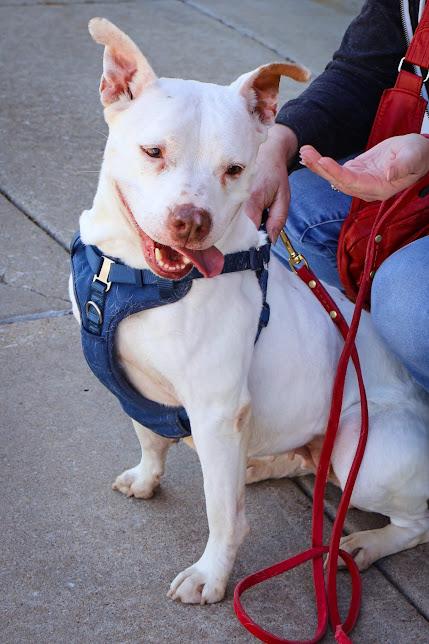 Louise, an adoptable Pit Bull Terrier in Hollister, MO image 2/6