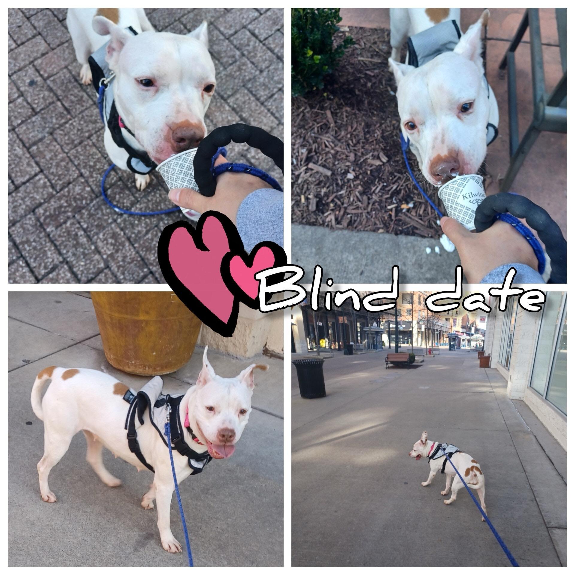 Enlarge Louise, an adoptable Pit Bull Terrier in Hollister, MO image 3/3