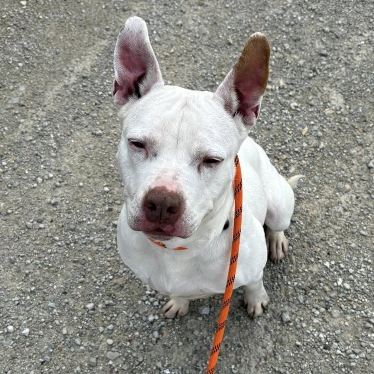 Enlarge Louise, an adoptable Pit Bull Terrier in Hollister, MO image 2/3
