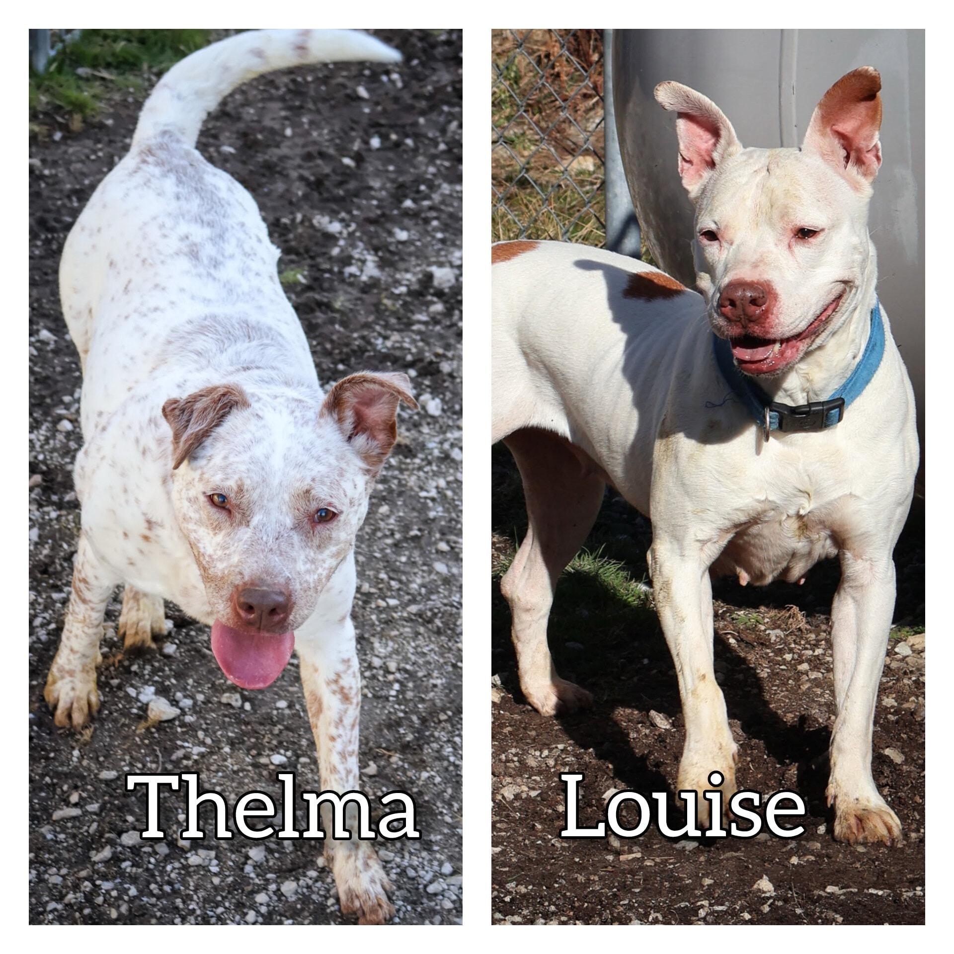 Enlarge Louise, a ADOPTABLE Pit Bull Terrier in Hollister, MO image 1/1