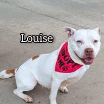 Louise, an adoptable Pit Bull Terrier in Hollister, MO image 1/6