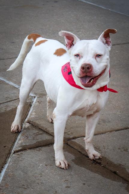 Louise, an adoptable Pit Bull Terrier in Hollister, MO image 6/6
