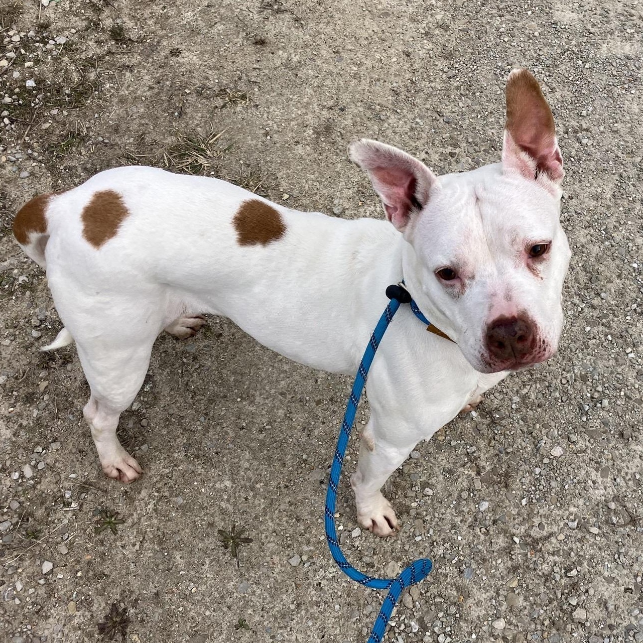 Louise, adoptable, Adult Male Pit Bull Terrier.