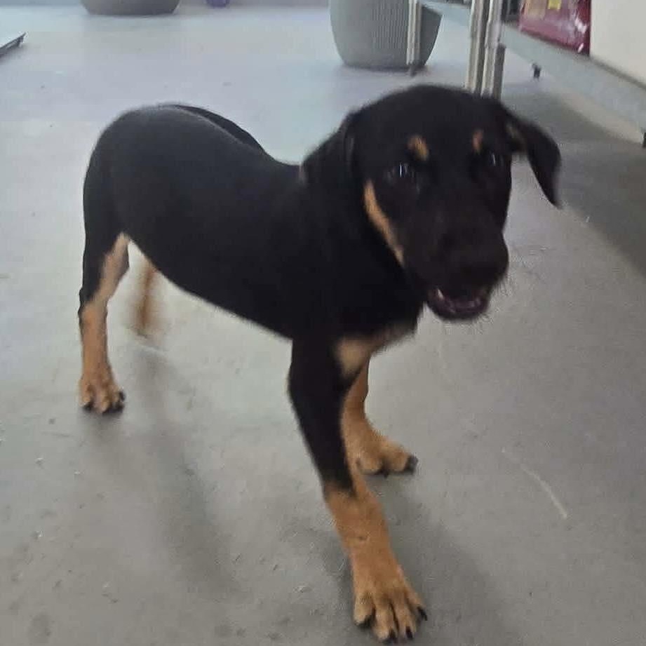 Rowlf, an adopted mixed breed in ISABELA, PR image 6/6