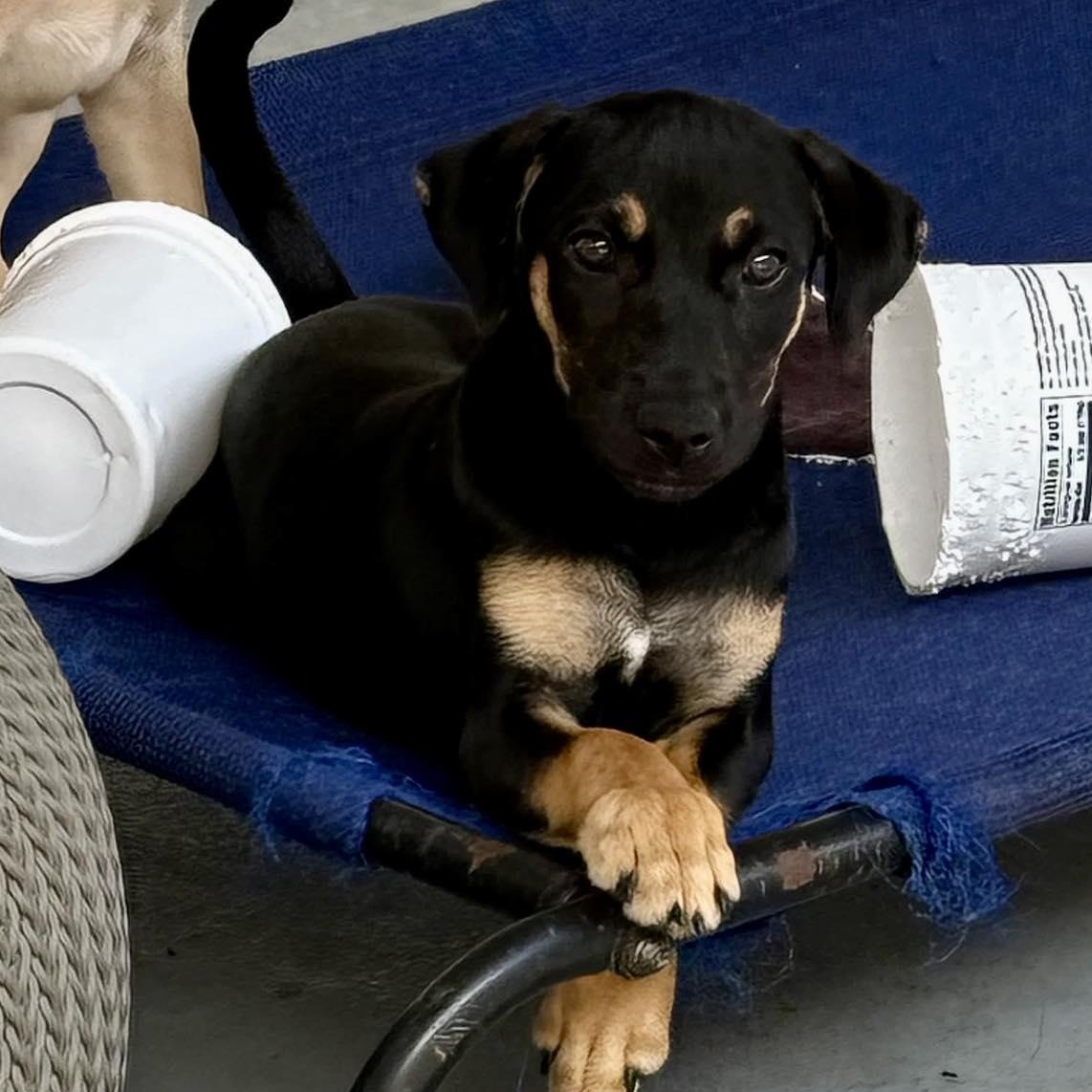Rowlf, an adopted mixed breed in ISABELA, PR image 2/6