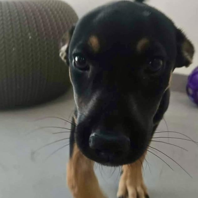 Rowlf, an adopted mixed breed in ISABELA, PR image 4/6