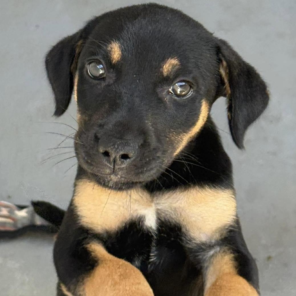 Rowlf, adopted, Puppy Male Rottweiler & Labrador Retriever.