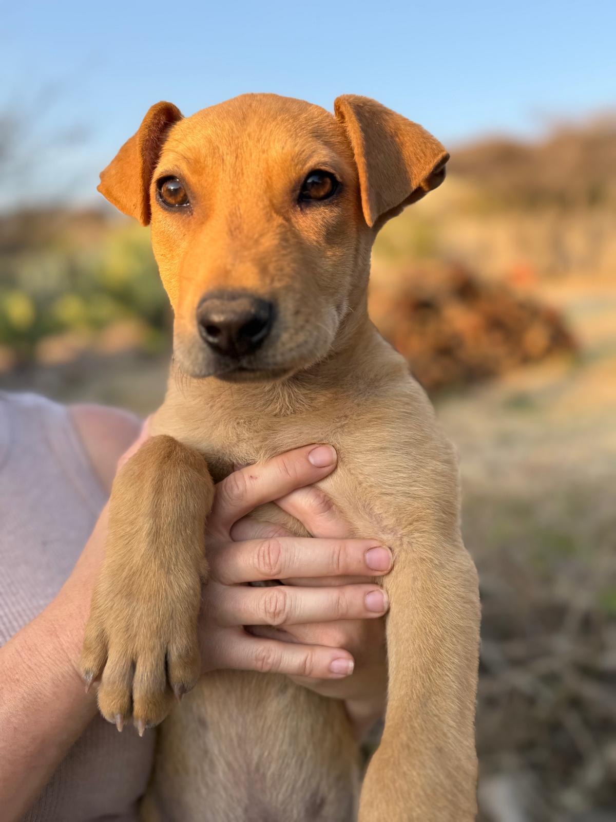 Rocky — thumbnail 2