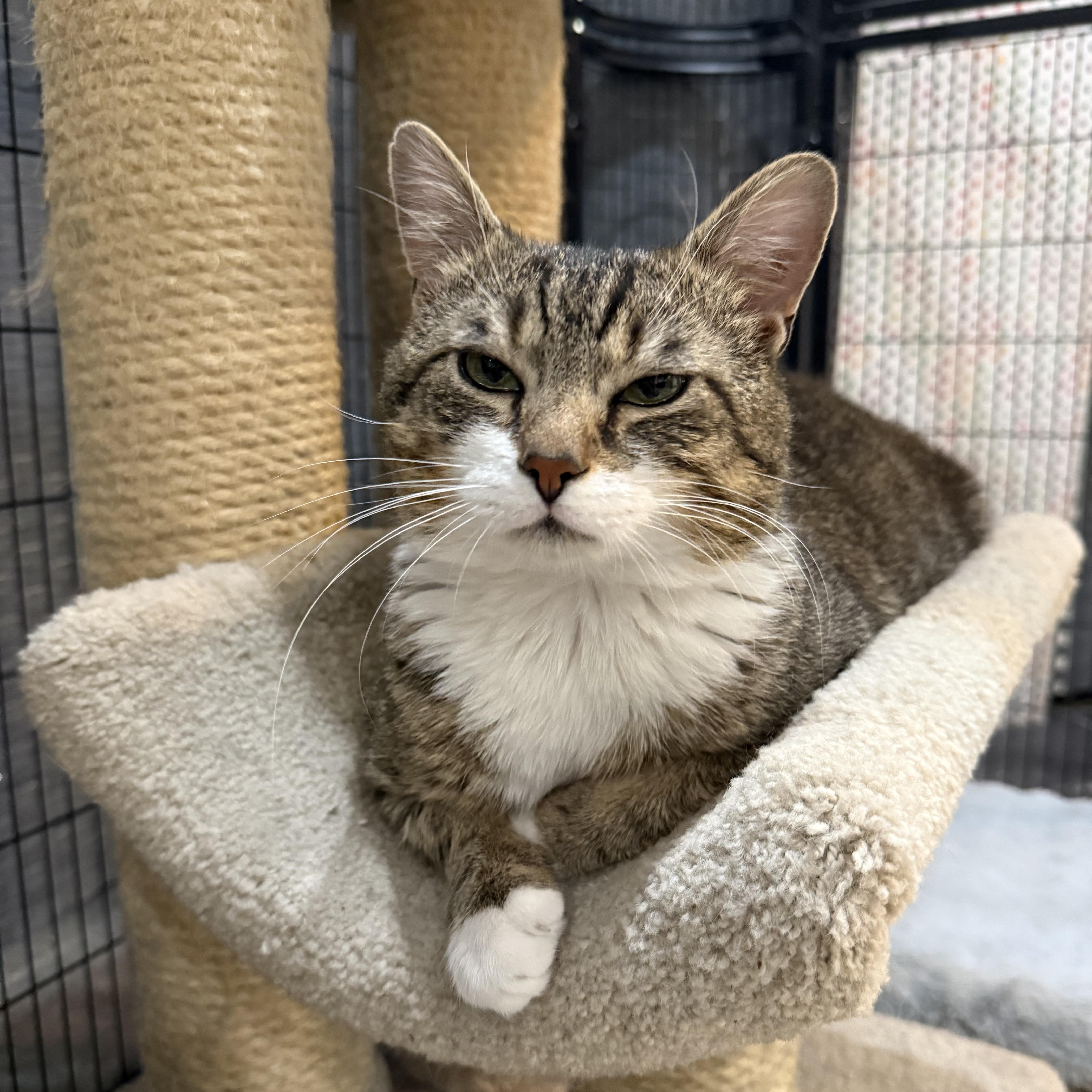 Enlarge Dexter, a ADOPTABLE Domestic Short Hair in Plymouth, MA image 3/3