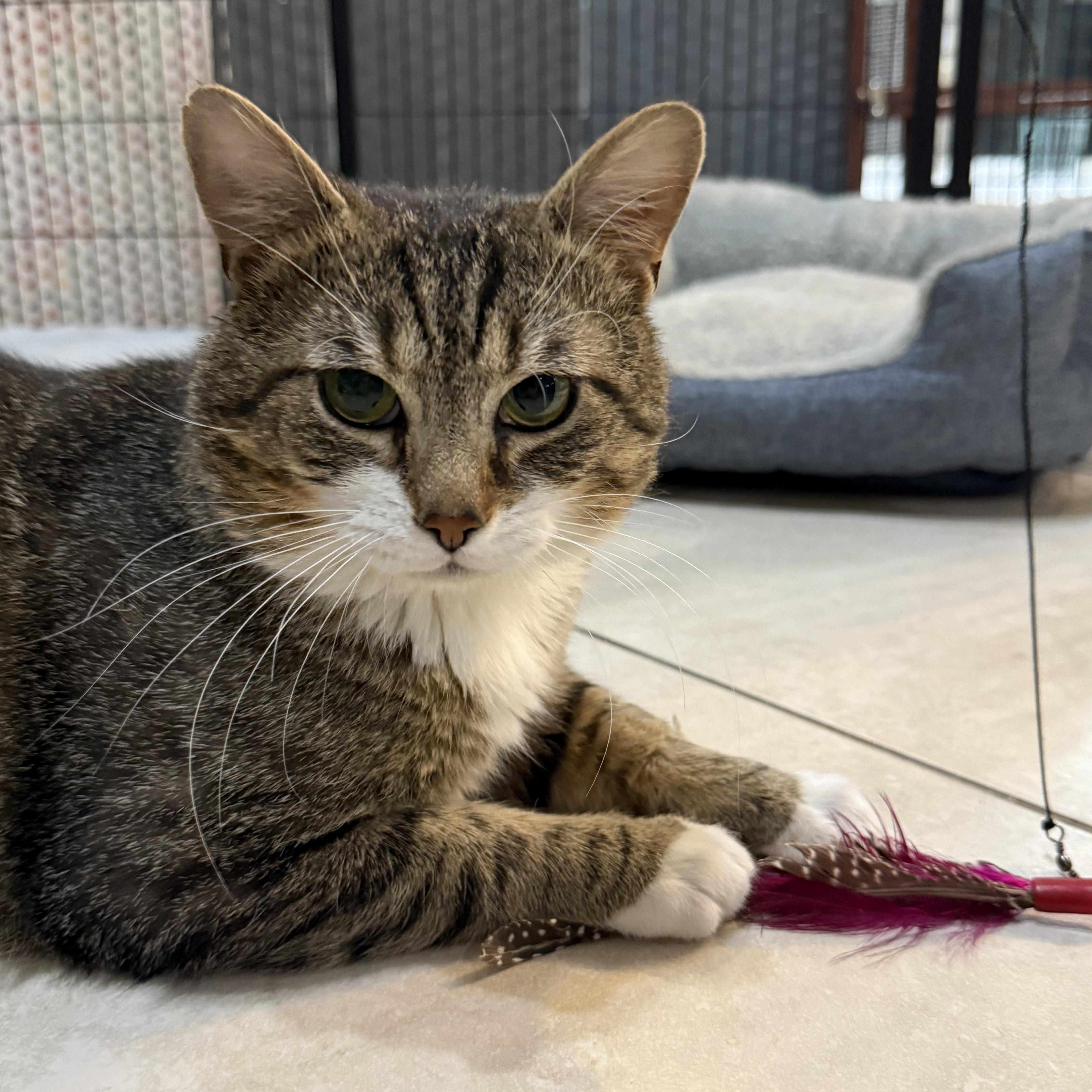 Enlarge Dexter, a ADOPTABLE Domestic Short Hair in Plymouth, MA image 1/3