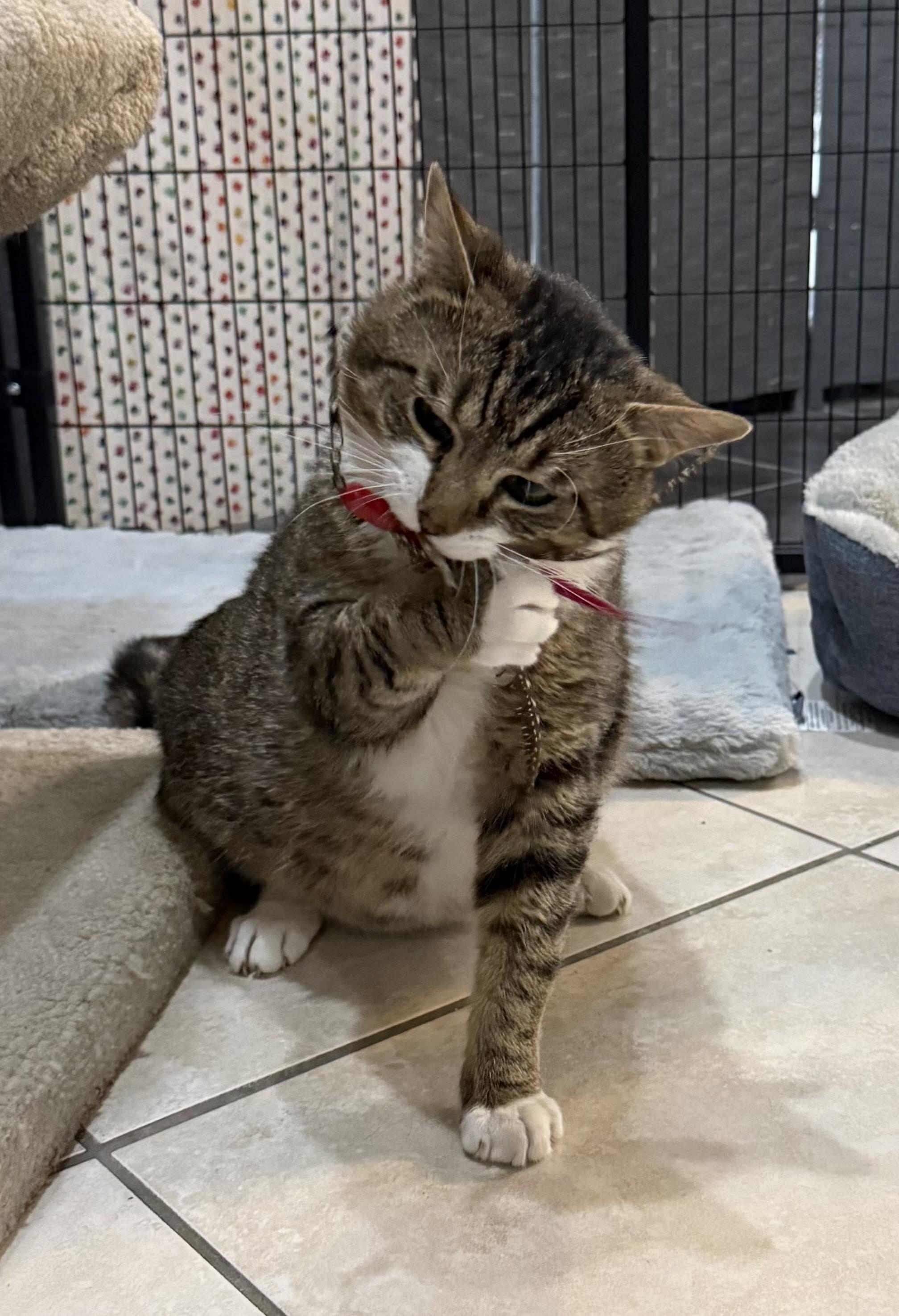 Enlarge Dexter, a ADOPTABLE Domestic Short Hair in Plymouth, MA image 2/3