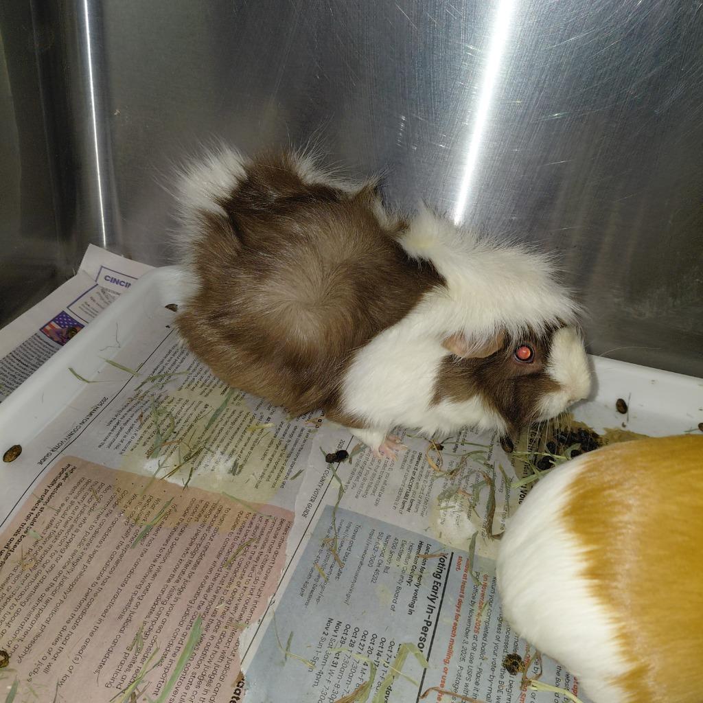 Basil, Adoptable, Adult Female Guinea Pig.