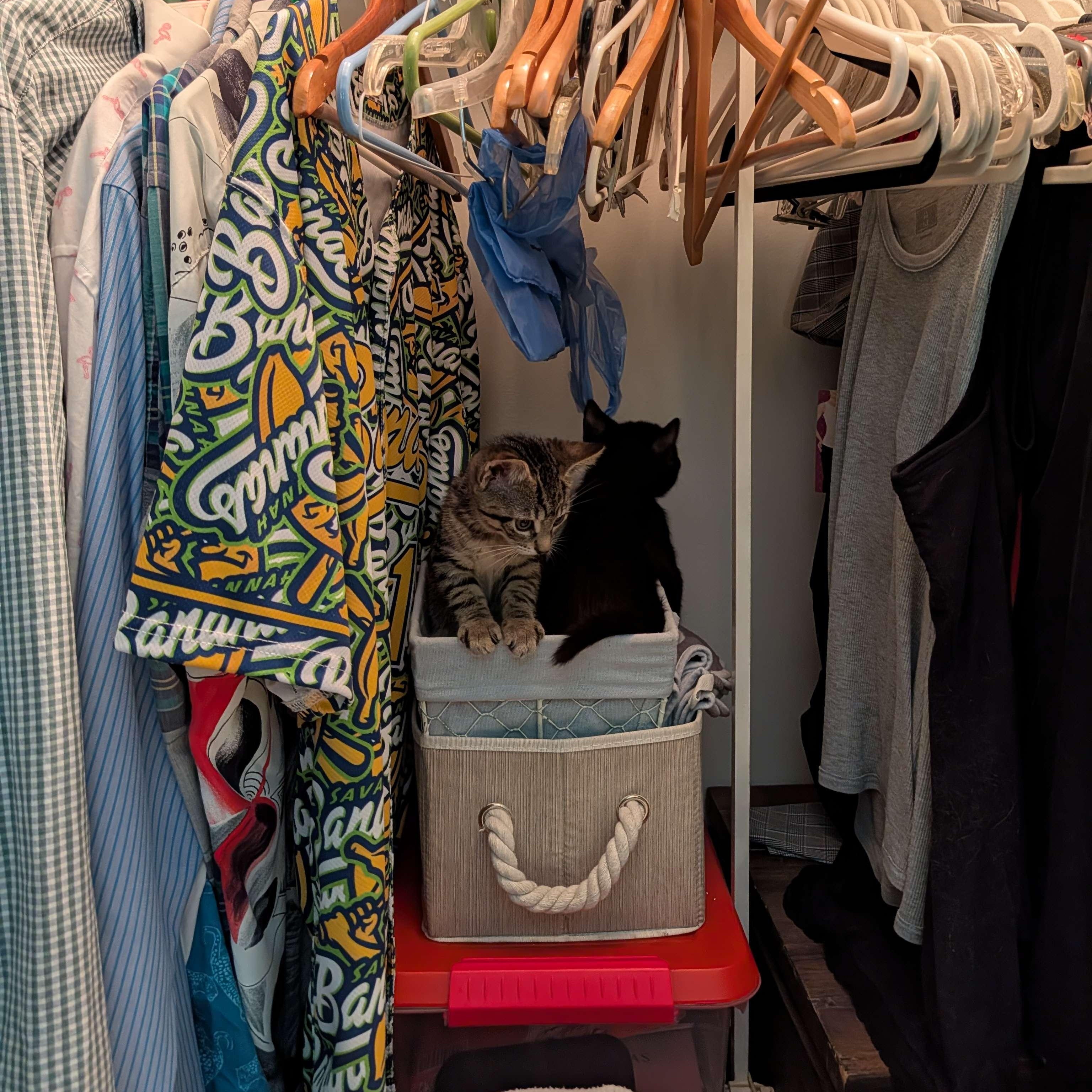 Sacramento, an adopted Domestic Short Hair in Weehawken, NJ image 2/3