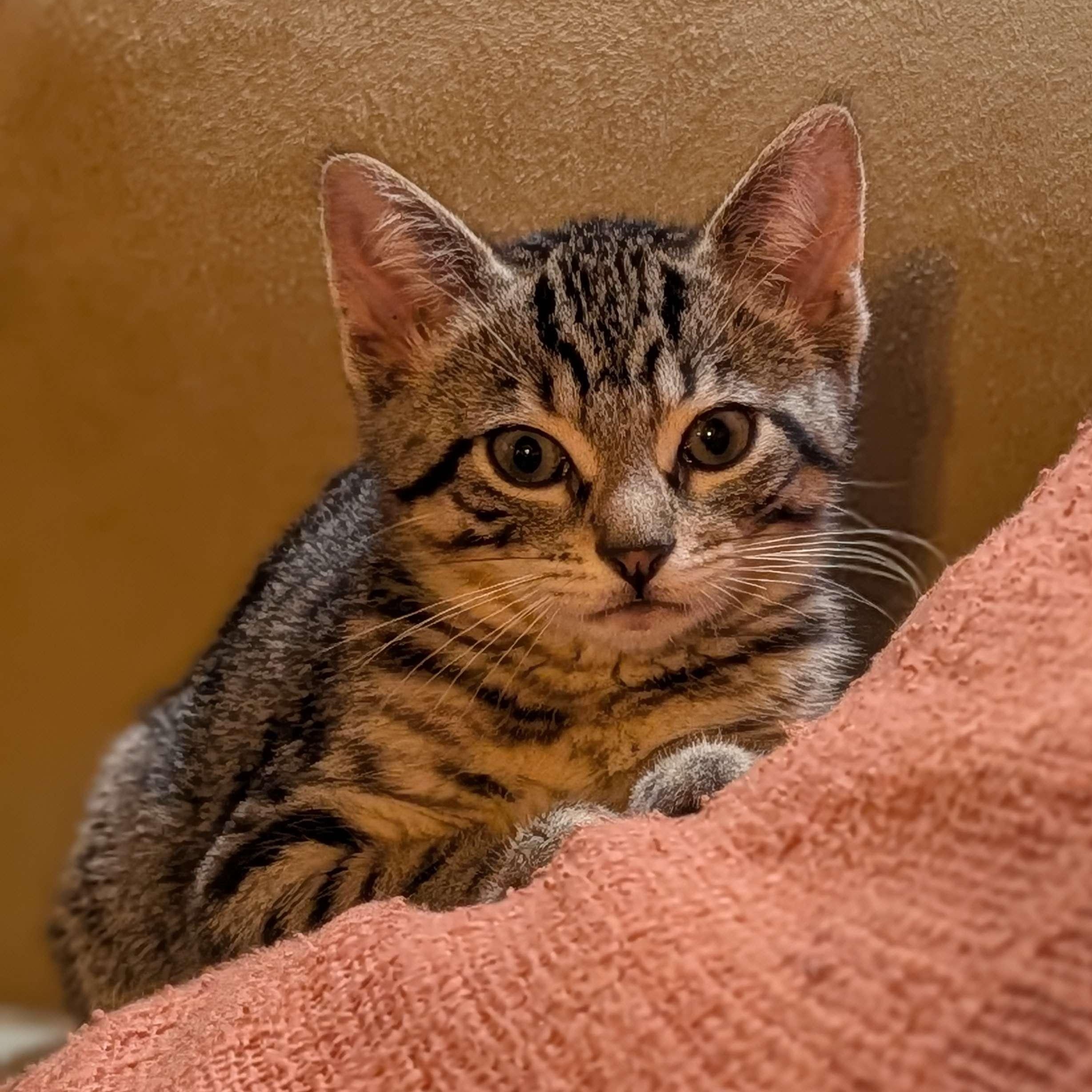 Sacramento, an adopted Domestic Short Hair in Weehawken, NJ image 1/3