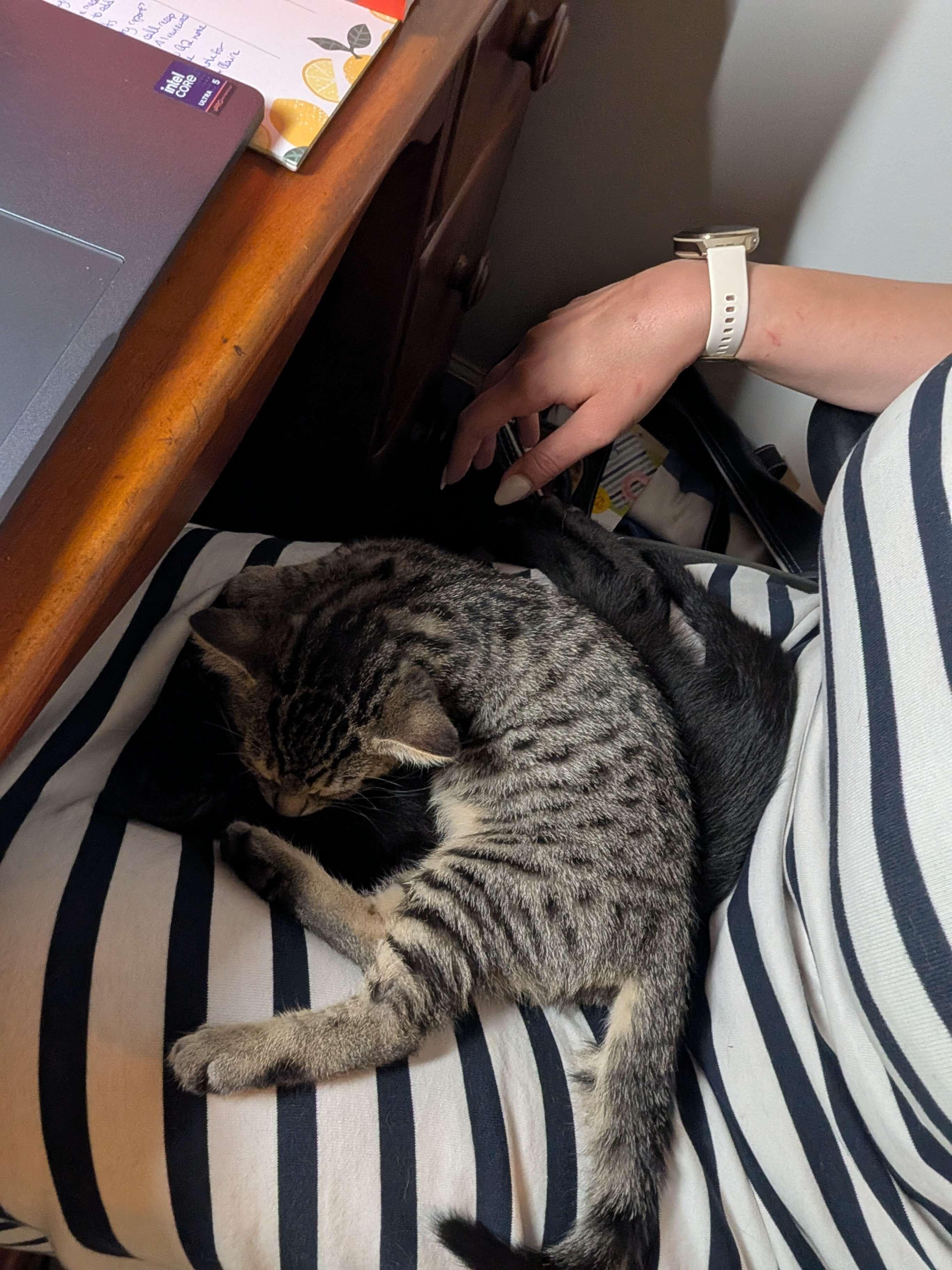 Sacramento, an adopted Domestic Short Hair in Weehawken, NJ image 3/3