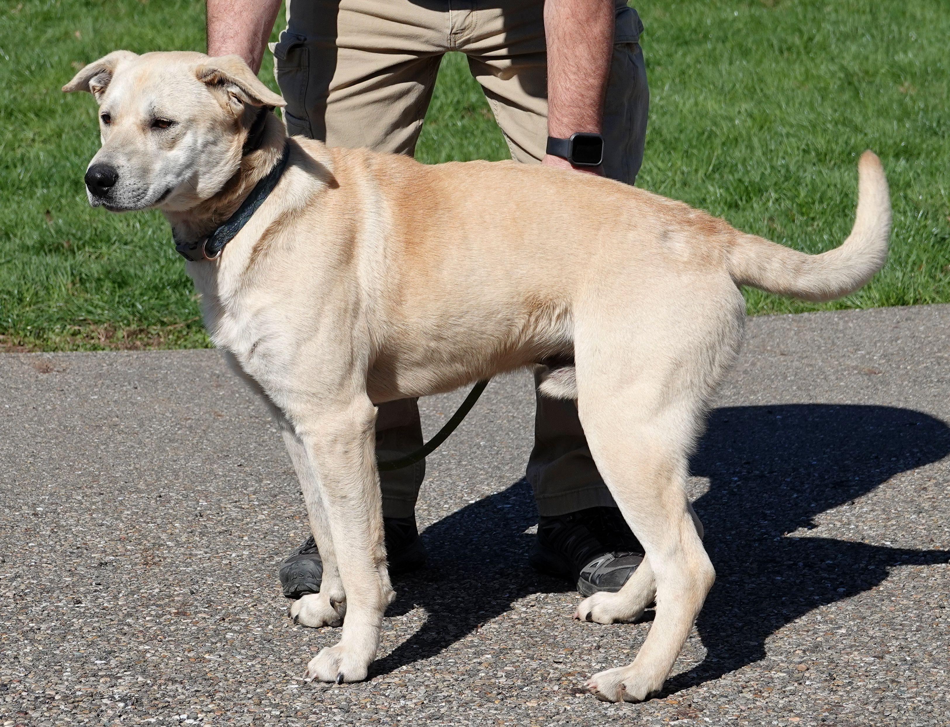 Enlarge Harley, a ADOPTABLE mixed breed in Millfield, OH image 2/4