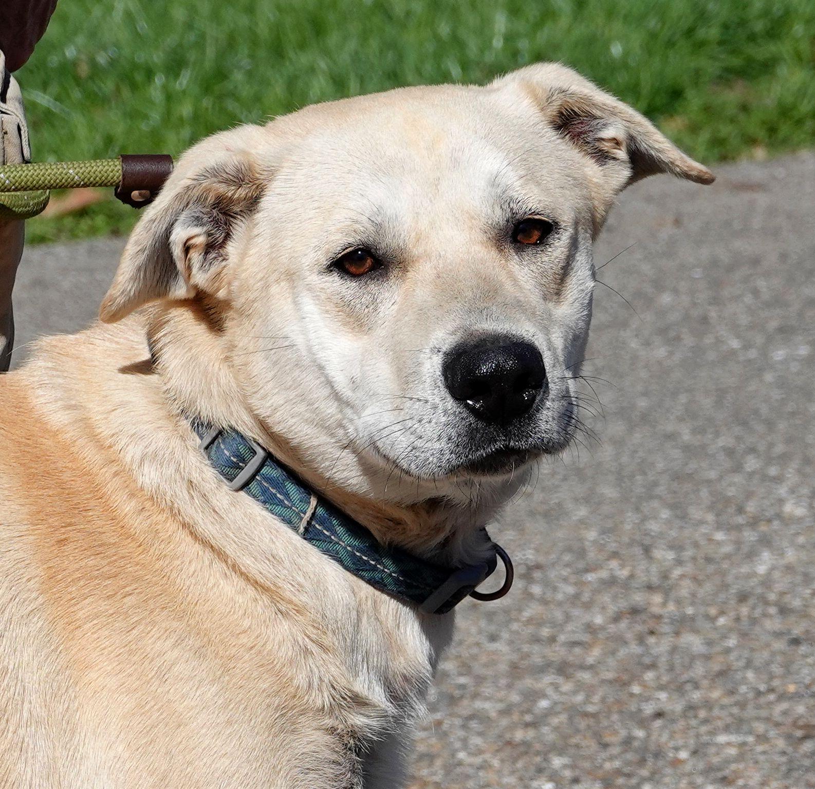 Enlarge Harley, a ADOPTABLE mixed breed in Millfield, OH image 1/4